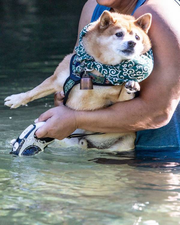 飼い主と一緒に川に入るも…　柴犬の表情に「笑っちゃった」「ちょ…冷たいっていってそう」