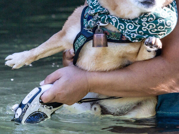 飼い主と一緒に川に入るも…　柴犬の表情に「笑っちゃった」「ちょ…冷たいっていってそう」