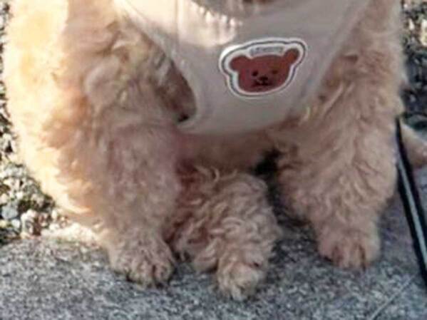 通行人に「ぬいぐるみがいる！」といわれた犬　その時の写真に「え、違うの？」「マジで反則級」