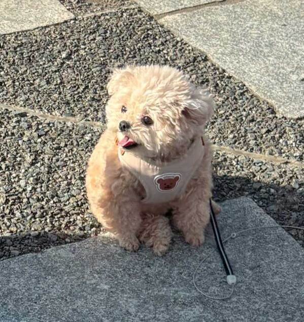 通行人に「ぬいぐるみがいる！」といわれた犬　その時の写真に「え、違うの？」「マジで反則級」