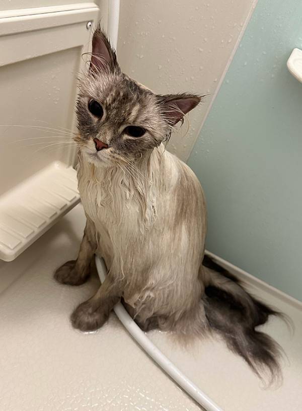 モフモフな猫、お風呂に入ると？　まさかのビジュアルに「同じ子に見えない」