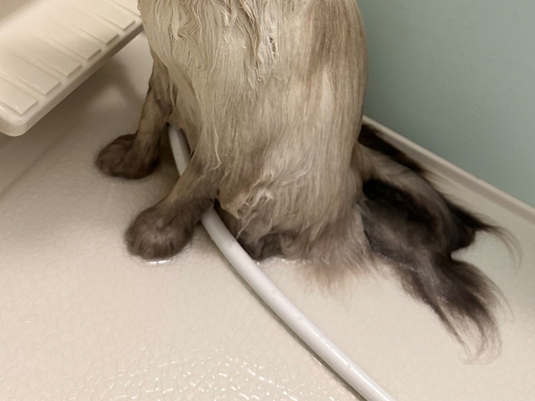 モフモフな猫、お風呂に入ると？　まさかのビジュアルに「同じ子に見えない」