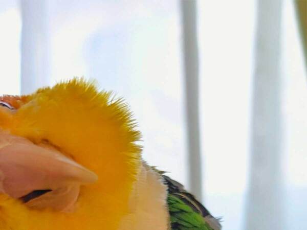 「夜中に見たら腰を抜かす」「初めて見た」　横切ったのは、カニではなく…？