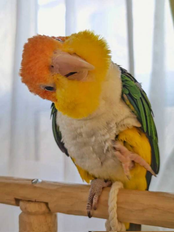 「夜中に見たら腰を抜かす」「初めて見た」　横切ったのは、カニではなく…？