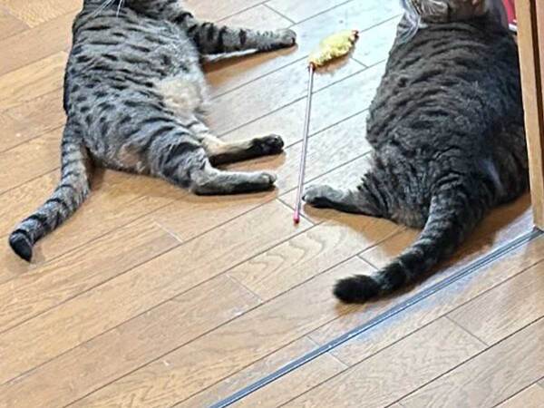 「めっちゃ出待ちされていた」　トイレから出たら、7匹が…「笑った」「圧が強い」