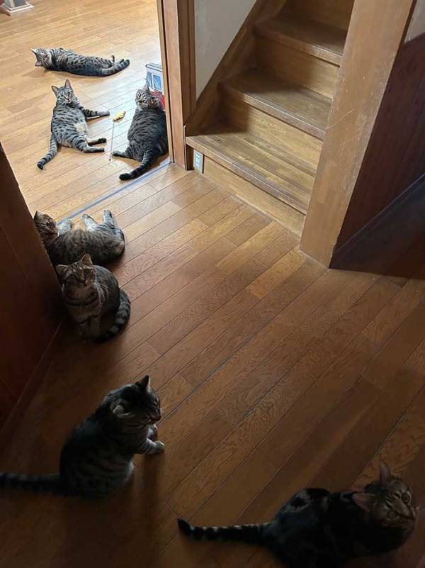 「めっちゃ出待ちされていた」　トイレから出たら、7匹が…「笑った」「圧が強い」