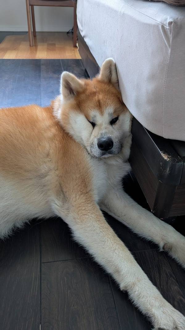 飼い主を見送る秋田犬　表情を見ると…「笑っちゃった」「鼻水出たわ」