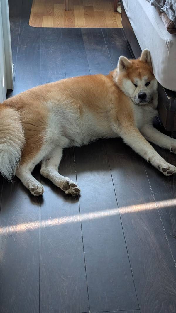 飼い主を見送る秋田犬　表情を見ると…「笑っちゃった」「鼻水出たわ」