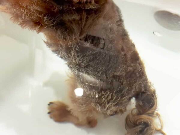 お風呂が大好きな犬　浸かっていると…「爆笑した」「たまらん」