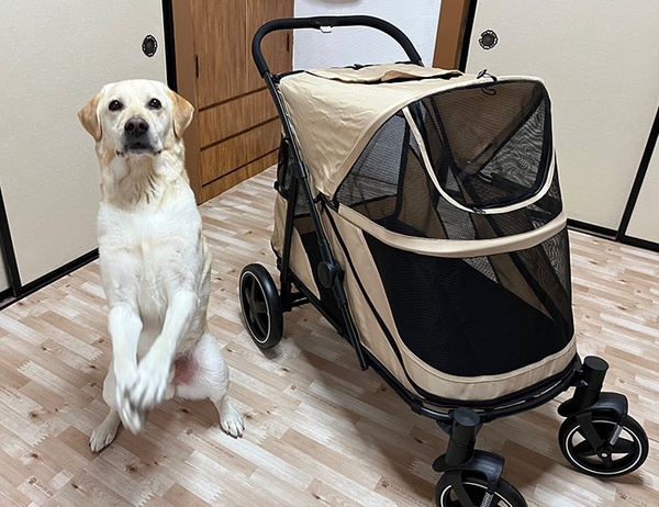 『愛車』を手に入れた犬　見せた表情に「マジのドヤ顔」「喜び爆発」