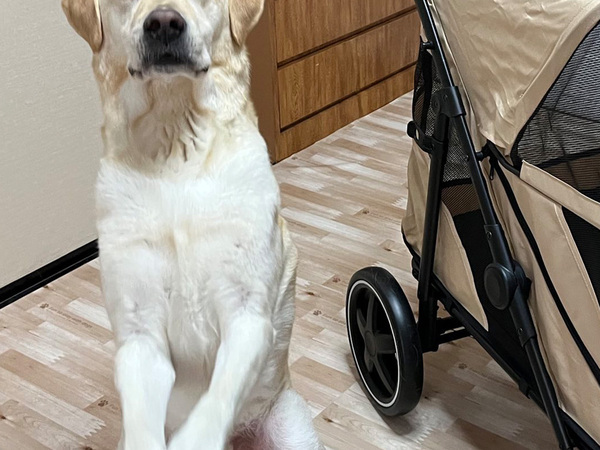 『愛車』を手に入れた犬　見せた表情に「マジのドヤ顔」「喜び爆発」