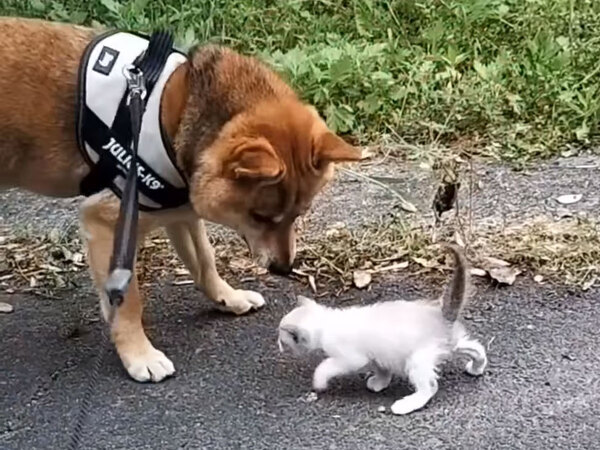 ヨチヨチと助けを求めてくる捨て猫　柴犬の反応に「涙が出る」