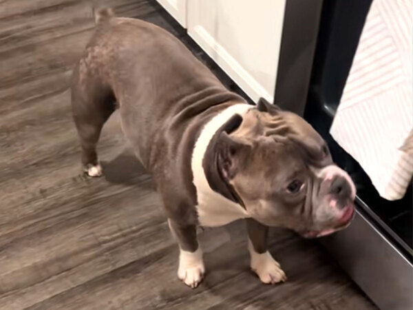 タオルを盗もうとした犬　飼い主に「ダメ」といわれて？「面白すぎる！」