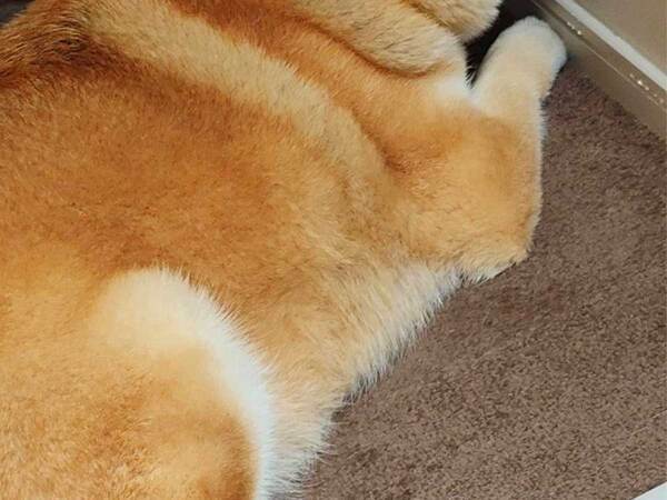 「まだ散歩に行けないよ」といわれた柴犬　見せた行動が…？