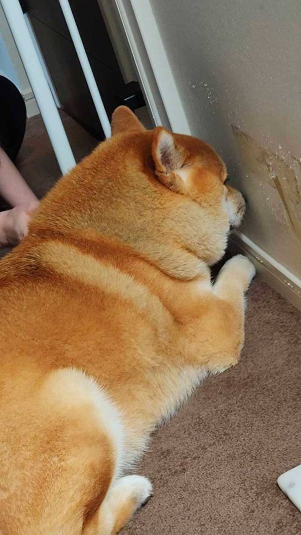 「まだ散歩に行けないよ」といわれた柴犬　見せた行動が…？