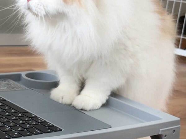 リモート会議で、名前が呼ばれた猫　反応に「最高すぎる」「仕事熱心」