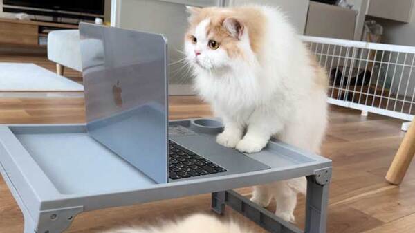 リモート会議で、名前が呼ばれた猫　反応に「最高すぎる」「仕事熱心」