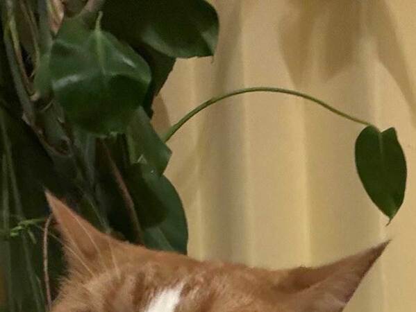 飼い主「やめれる？」　長袖を着ていると猫が…「笑った」「かわいすぎる」