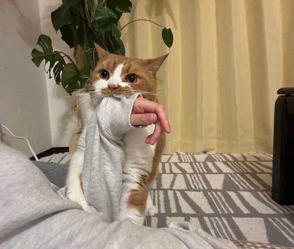 飼い主「やめれる？」　長袖を着ていると猫が…「笑った」「かわいすぎる」