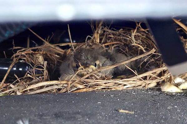 「なんてこった」「大変だ…」　農機の所有者が見舞われた『事件』は？