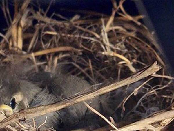 「なんてこった」「大変だ…」　農機の所有者が見舞われた『事件』は？