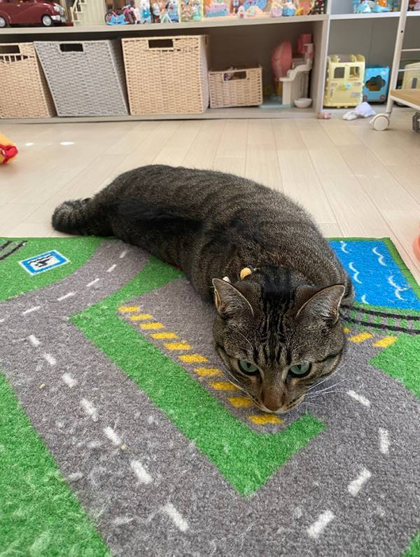 飼い主「もしかして…」　証拠となる1枚に「笑った」「この説を推したい」