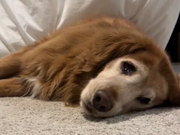 表情まで違う！　立ち上がるのもやっとの高齢犬が、子犬と暮らし始めたら？