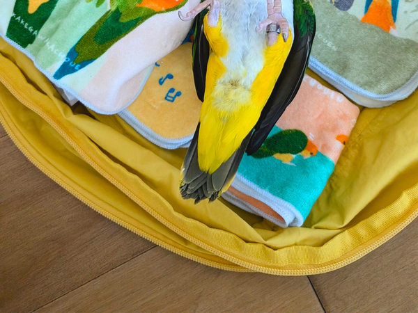 5日間のイベントの準備中　荷物の中に…「本物？」「びっくりして飴出た」