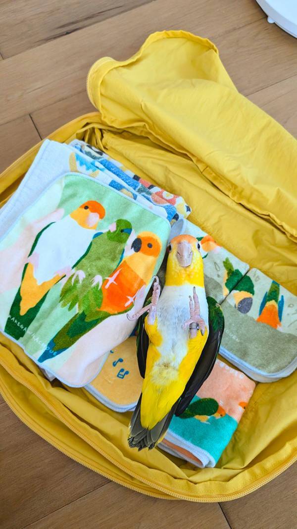 5日間のイベントの準備中　荷物の中に…「本物？」「びっくりして飴出た」