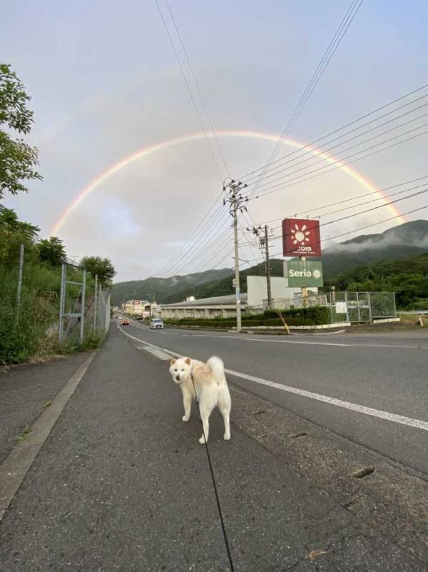 いつも通りの散歩、ではなく？　振り返る柴犬の上に現れたのは…