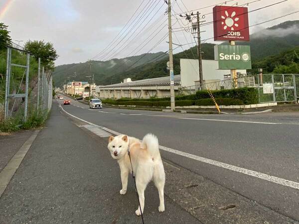 いつも通りの散歩、ではなく？　振り返る柴犬の上に現れたのは…