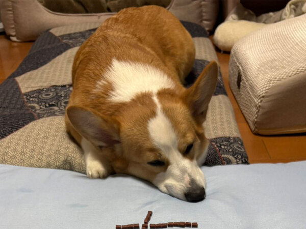 「笑っちゃった」「私もやります」　ご飯を食べないコーギーに対し、飼い主がとった行動が…