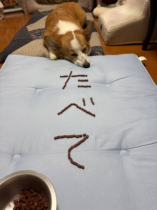 「笑っちゃった」「私もやります」　ご飯を食べないコーギーに対し、飼い主がとった行動が…