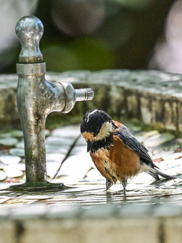 水飲み場にいるヤマガラ　ジーッと見ていたものが？「なんともかわいすぎる」