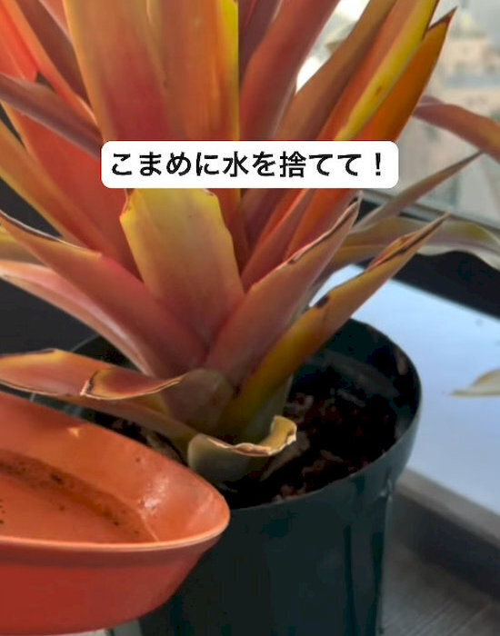 蚊が発生する家に共通する3つの行動！　意外な盲点に「知らなかった」「すぐ改善する」