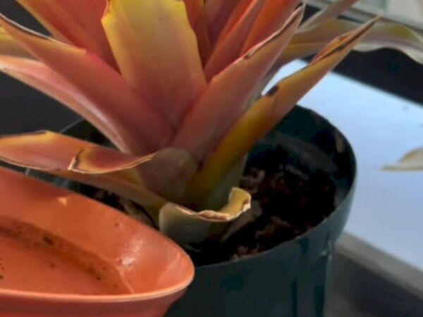 蚊が発生する家に共通する3つの行動！　意外な盲点に「知らなかった」「すぐ改善する」