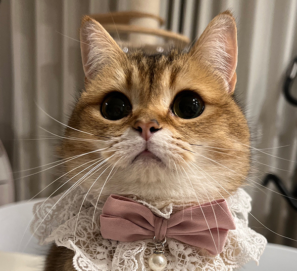 「ギャップがすごすぎるだろ」　昼と夜の姿に「メイク後と寝起きすっぴん？」