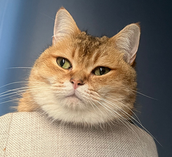 「ギャップがすごすぎるだろ」　昼と夜の姿に「メイク後と寝起きすっぴん？」