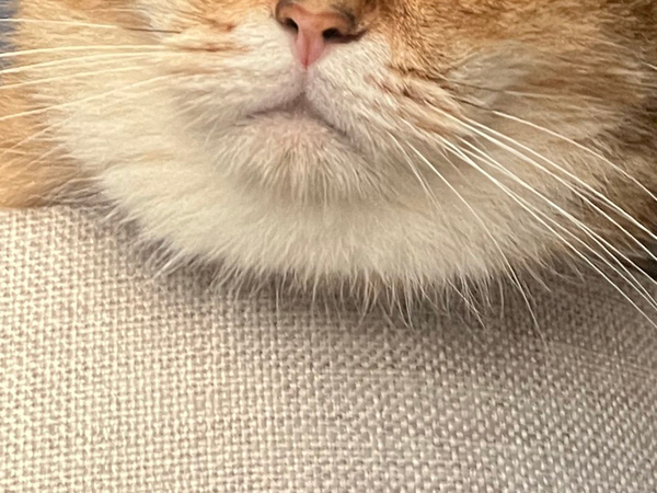 「ギャップがすごすぎるだろ」　昼と夜の姿に「メイク後と寝起きすっぴん？」