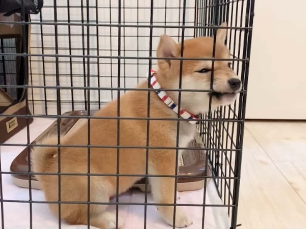 柴犬の子犬があくびしたと思ったら…？　その後の展開に「自分のかわいさ知ってるねぇ…」