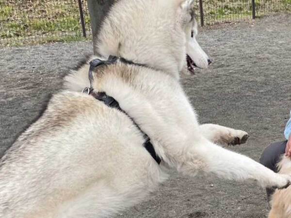 「面白すぎ」「初めて見たわ…」　17万人が反応した犬の表情が？