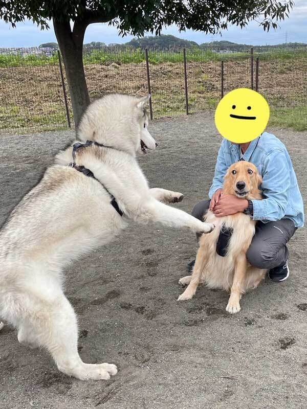 「面白すぎ」「初めて見たわ…」　17万人が反応した犬の表情が？