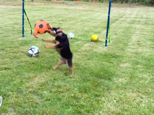 シュートをことごとくブロック！　守備の『名手』に「すごすぎる」「かわいい！」