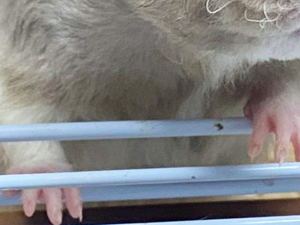 飼い主「ヒゲが大暴れしとる」　ネズミの姿に「どうしてそうなった」「もはや芸術でしょ」