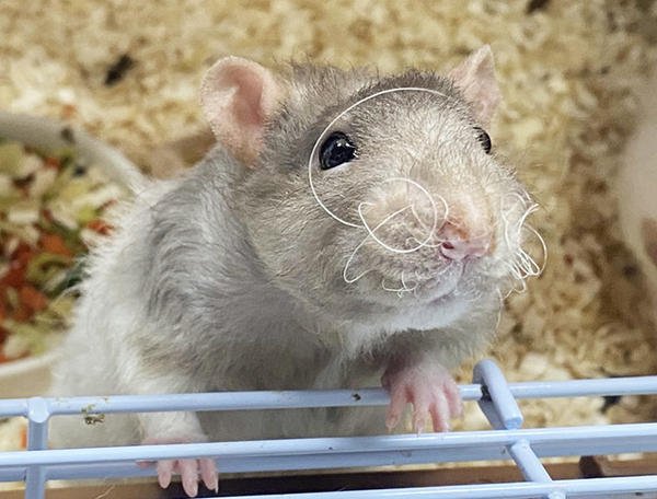 飼い主「ヒゲが大暴れしとる」　ネズミの姿に「どうしてそうなった」「もはや芸術でしょ」