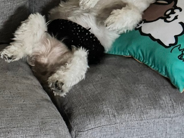 人間みたいにくつろぐ犬？　パートから帰宅すると…「これなら安心して仕事に行ける」