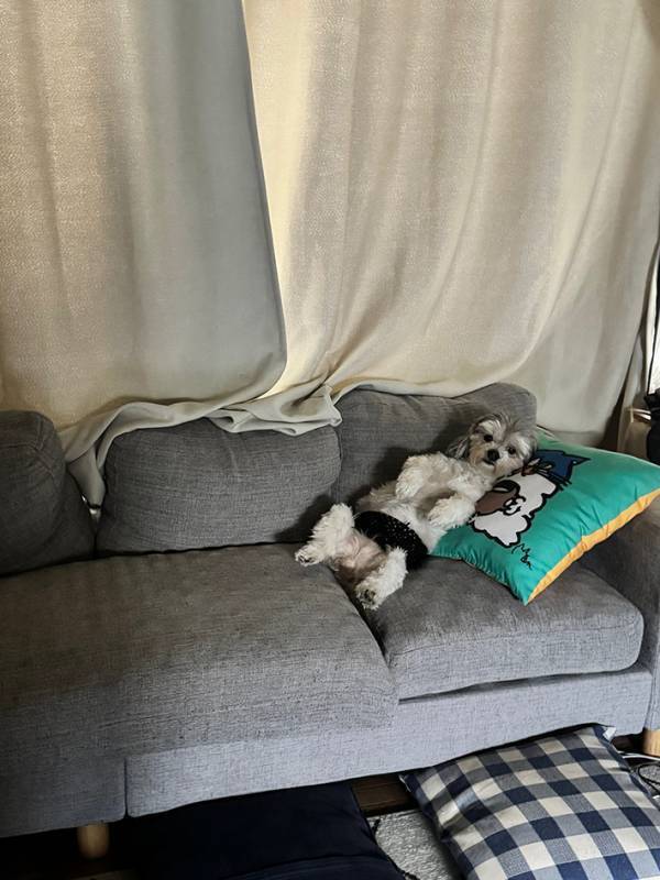 人間みたいにくつろぐ犬？　パートから帰宅すると…「これなら安心して仕事に行ける」