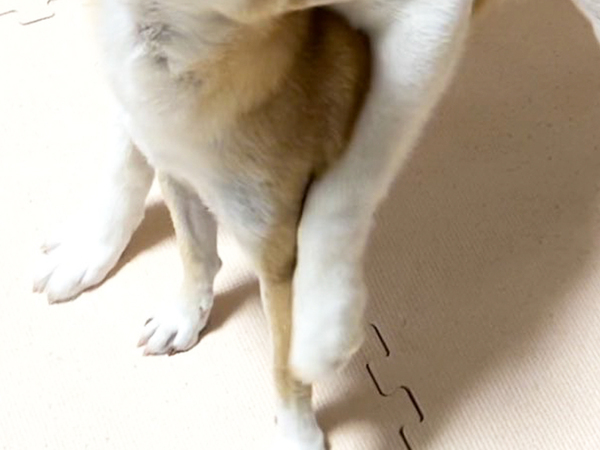 『距離感ゼロ』のシベリアンハスキー　柴犬に絡んだ結果？「ごめん笑うわ」「顔、顔！」