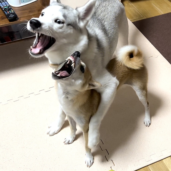『距離感ゼロ』のシベリアンハスキー　柴犬に絡んだ結果？「ごめん笑うわ」「顔、顔！」