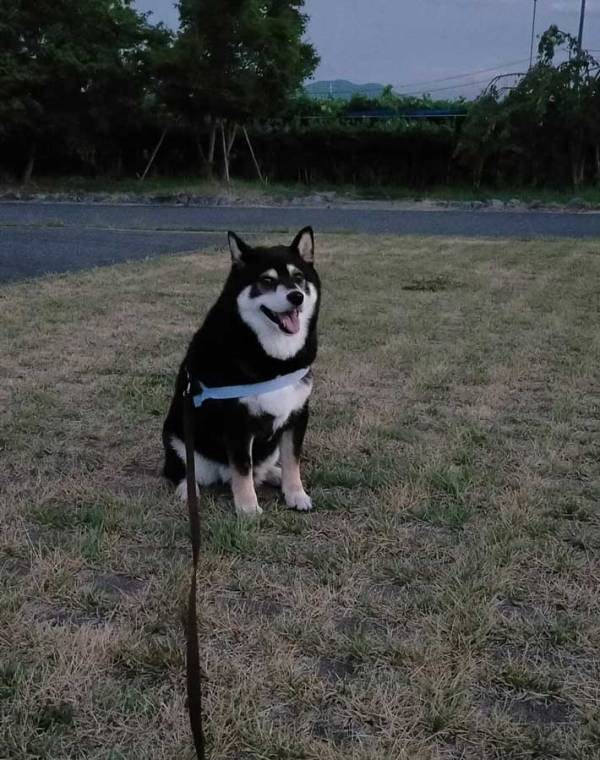 散歩中『帰宅拒否』をした犬　1時間半の攻防の結果に「笑った」「涙が出てくる」